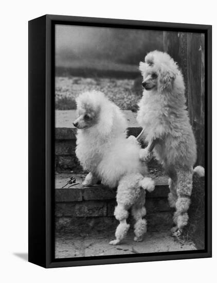 Pair of Miniature Poodles Owned by Thomas from the Fircot Kennel-Thomas Fall-Framed Premier Image Canvas