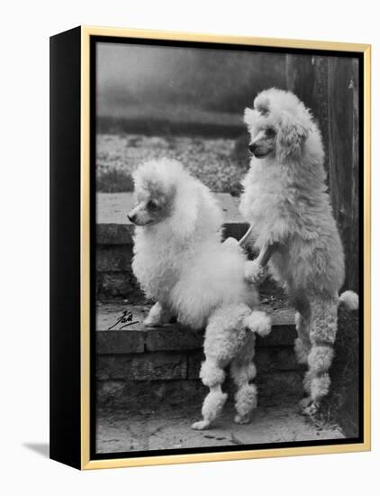 Pair of Miniature Poodles Owned by Thomas from the Fircot Kennel-Thomas Fall-Framed Premier Image Canvas