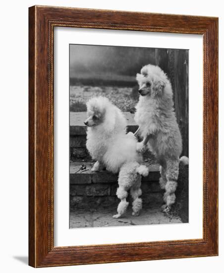 Pair of Miniature Poodles Owned by Thomas from the Fircot Kennel-Thomas Fall-Framed Photographic Print