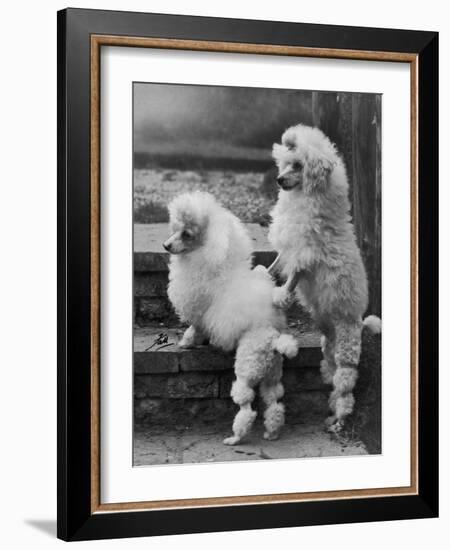 Pair of Miniature Poodles Owned by Thomas from the Fircot Kennel-Thomas Fall-Framed Photographic Print