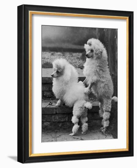 Pair of Miniature Poodles Owned by Thomas from the Fircot Kennel-Thomas Fall-Framed Photographic Print