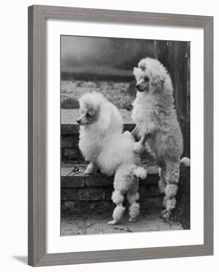 Pair of Miniature Poodles Owned by Thomas from the Fircot Kennel-Thomas Fall-Framed Photographic Print