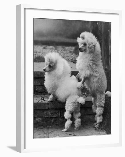 Pair of Miniature Poodles Owned by Thomas from the Fircot Kennel-Thomas Fall-Framed Photographic Print
