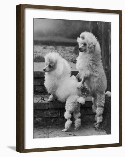 Pair of Miniature Poodles Owned by Thomas from the Fircot Kennel-Thomas Fall-Framed Photographic Print