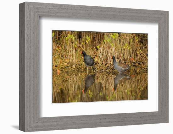 Pair of Moorhens, Merritt Island National Wildlife Refuge, Florida-Adam Jones-Framed Photographic Print