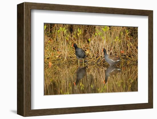 Pair of Moorhens, Merritt Island National Wildlife Refuge, Florida-Adam Jones-Framed Photographic Print