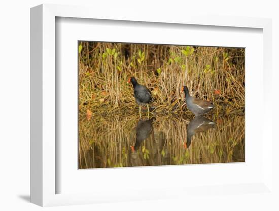 Pair of Moorhens, Merritt Island National Wildlife Refuge, Florida-Adam Jones-Framed Photographic Print