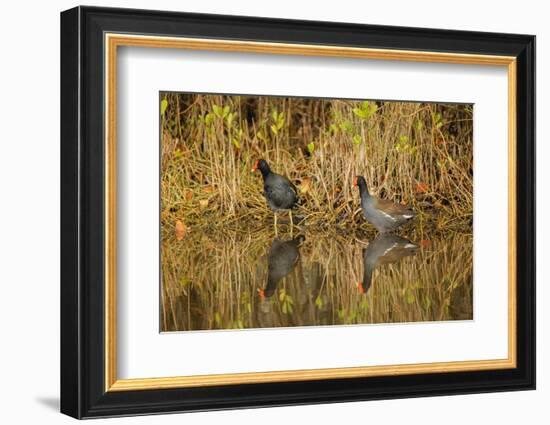 Pair of Moorhens, Merritt Island National Wildlife Refuge, Florida-Adam Jones-Framed Photographic Print