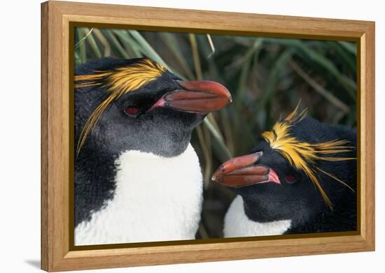 Pair of Nesting Macaroni Penguins-W^ Perry Conway-Framed Premier Image Canvas