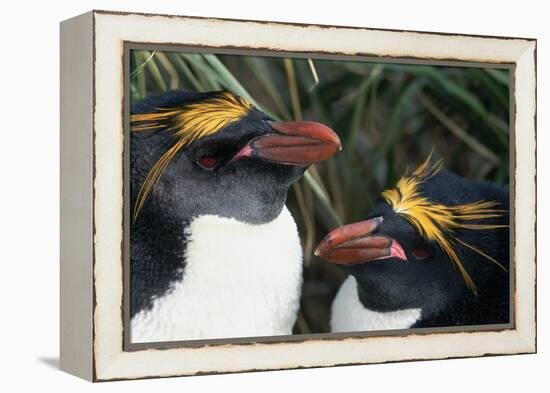 Pair of Nesting Macaroni Penguins-W^ Perry Conway-Framed Premier Image Canvas