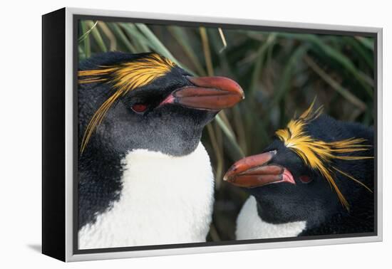 Pair of Nesting Macaroni Penguins-W^ Perry Conway-Framed Premier Image Canvas