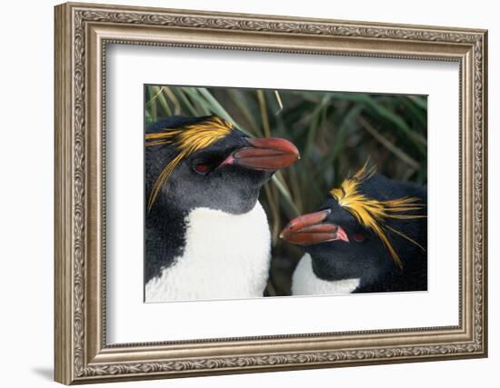 Pair of Nesting Macaroni Penguins-W^ Perry Conway-Framed Photographic Print