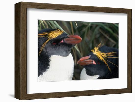 Pair of Nesting Macaroni Penguins-W^ Perry Conway-Framed Photographic Print