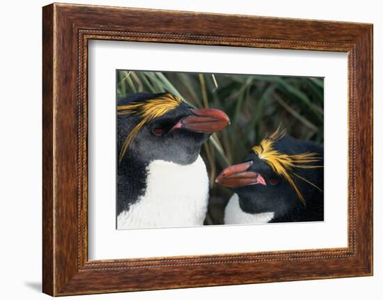 Pair of Nesting Macaroni Penguins-W^ Perry Conway-Framed Photographic Print