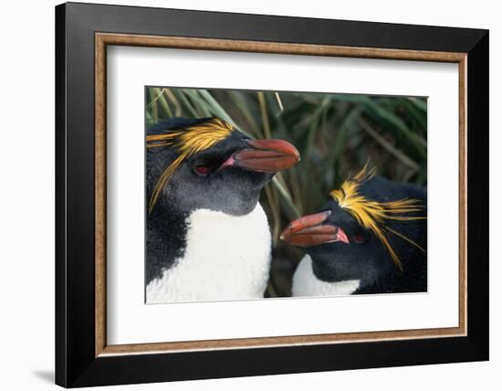 Pair of Nesting Macaroni Penguins-W^ Perry Conway-Framed Photographic Print