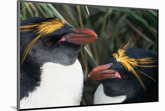 Pair of Nesting Macaroni Penguins-W^ Perry Conway-Mounted Photographic Print