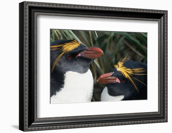 Pair of Nesting Macaroni Penguins-W^ Perry Conway-Framed Photographic Print