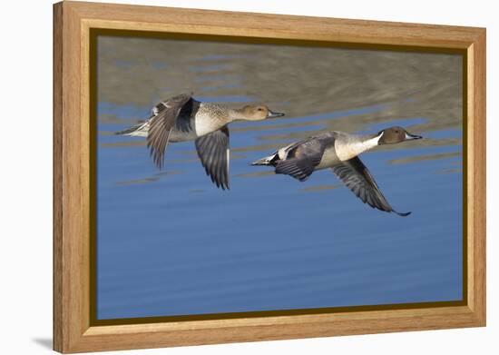 Pair of Northern Pintails in Flight-Hal Beral-Framed Premier Image Canvas