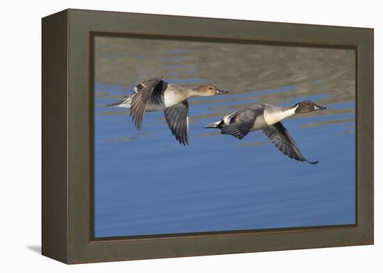 Pair of Northern Pintails in Flight-Hal Beral-Framed Premier Image Canvas