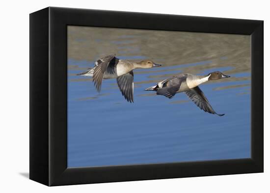 Pair of Northern Pintails in Flight-Hal Beral-Framed Premier Image Canvas