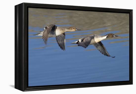 Pair of Northern Pintails in Flight-Hal Beral-Framed Premier Image Canvas