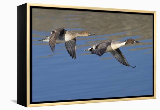 Pair of Northern Pintails in Flight-Hal Beral-Framed Premier Image Canvas