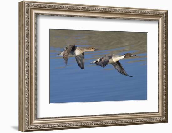 Pair of Northern Pintails in Flight-Hal Beral-Framed Photographic Print