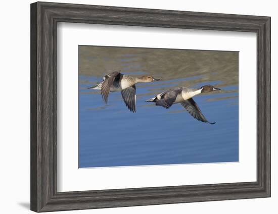 Pair of Northern Pintails in Flight-Hal Beral-Framed Photographic Print