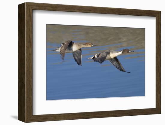 Pair of Northern Pintails in Flight-Hal Beral-Framed Photographic Print