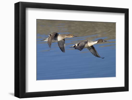 Pair of Northern Pintails in Flight-Hal Beral-Framed Photographic Print