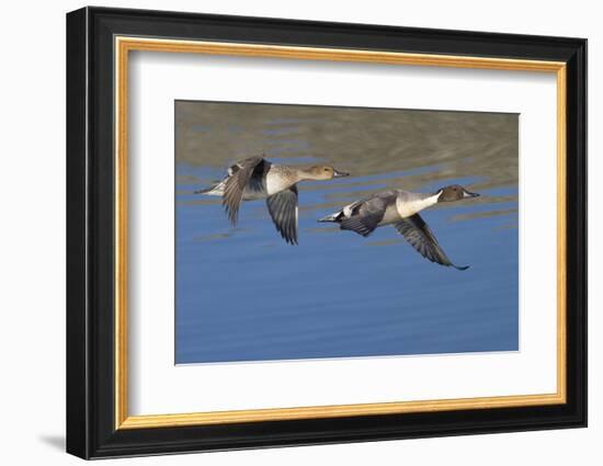 Pair of Northern Pintails in Flight-Hal Beral-Framed Photographic Print