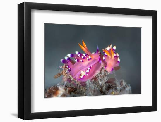 pair of nudibranchs just prior to mating, indonesia-alex mustard-Framed Photographic Print