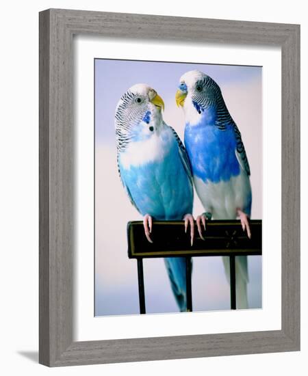 Pair of Parakeets Perching on Chair Back-Ted Horowitz-Framed Photographic Print