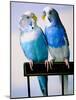 Pair of Parakeets Perching on Chair Back-Ted Horowitz-Mounted Photographic Print