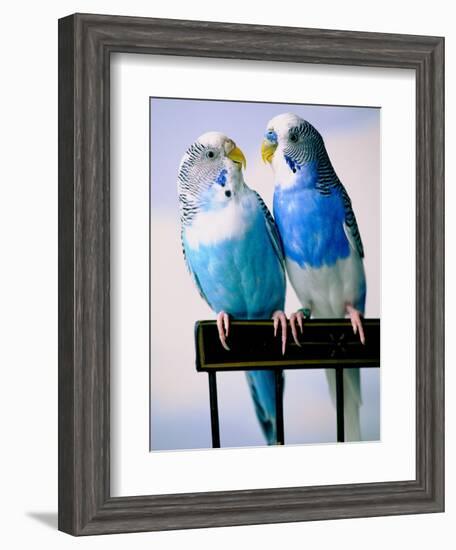 Pair of Parakeets Perching on Chair Back-Ted Horowitz-Framed Photographic Print