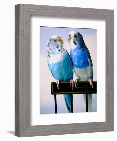 Pair of Parakeets Perching on Chair Back-Ted Horowitz-Framed Photographic Print