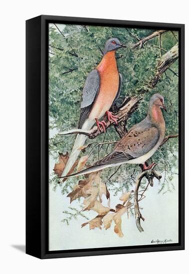 Pair of Passenger Pigeons, 1906-Louis Agassiz Fuertes-Framed Premier Image Canvas