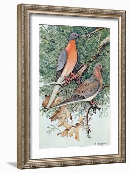 Pair of Passenger Pigeons, 1906-Louis Agassiz Fuertes-Framed Giclee Print