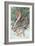 Pair of Passenger Pigeons, 1906-Louis Agassiz Fuertes-Framed Giclee Print