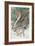 Pair of Passenger Pigeons, 1906-Louis Agassiz Fuertes-Framed Giclee Print