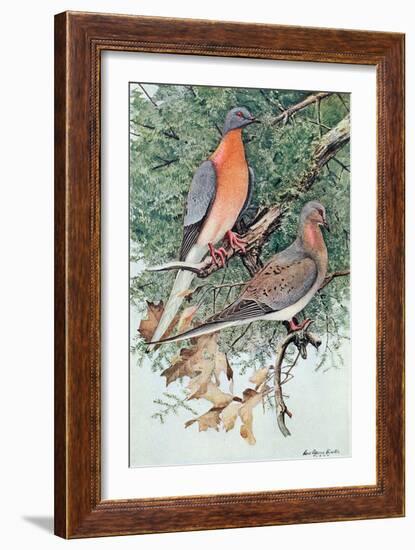 Pair of Passenger Pigeons, 1906-Louis Agassiz Fuertes-Framed Giclee Print