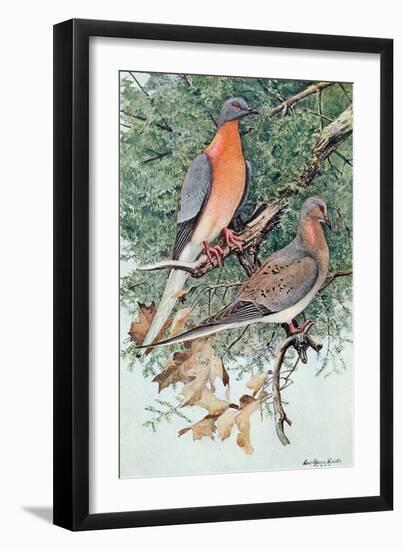 Pair of Passenger Pigeons, 1906-Louis Agassiz Fuertes-Framed Giclee Print