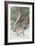 Pair of Passenger Pigeons, 1906-Louis Agassiz Fuertes-Framed Giclee Print