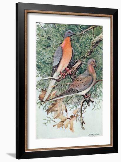 Pair of Passenger Pigeons, 1906-Louis Agassiz Fuertes-Framed Giclee Print