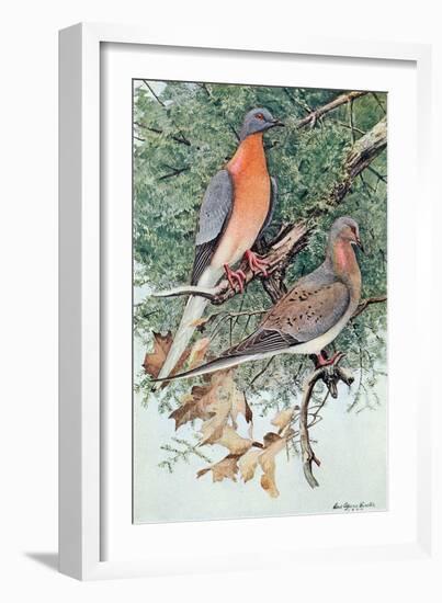 Pair of Passenger Pigeons, 1906-Louis Agassiz Fuertes-Framed Giclee Print