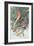 Pair of Passenger Pigeons, 1906-Louis Agassiz Fuertes-Framed Giclee Print