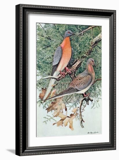 Pair of Passenger Pigeons, 1906-Louis Agassiz Fuertes-Framed Giclee Print