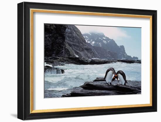 Pair Of Penguins Rugged Coast-null-Framed Art Print