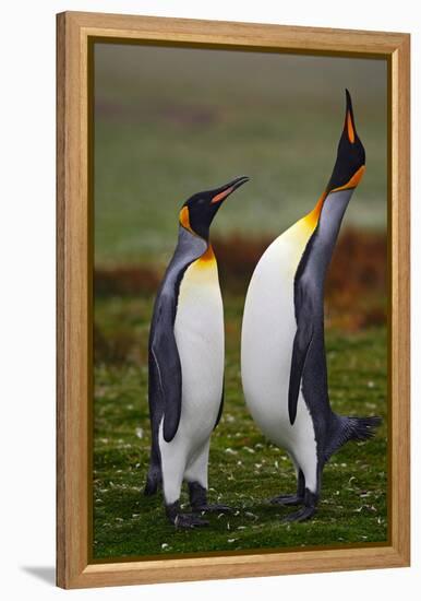Pair of Penguins. Small and Big Bird. Male and Female of Penguin. King Penguin Couple Cuddling in W-Ondrej Prosicky-Framed Premier Image Canvas