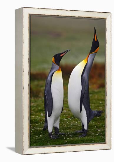 Pair of Penguins. Small and Big Bird. Male and Female of Penguin. King Penguin Couple Cuddling in W-Ondrej Prosicky-Framed Premier Image Canvas